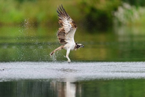 Western osprey