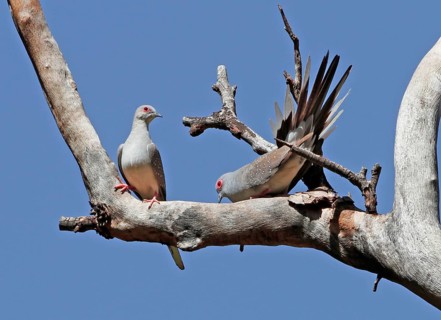 Diamond Dove