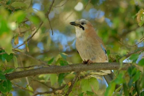 Eurasian Jay