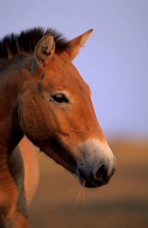 Przewalski's horse