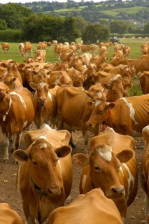 Domestic Cattle