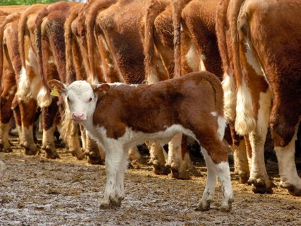 Domestic cattle