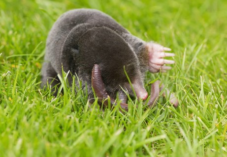European Mole