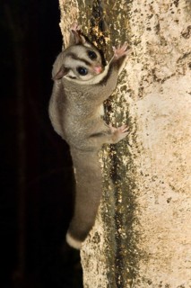 Sugar gliders