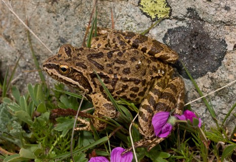 Long-legged wood frog