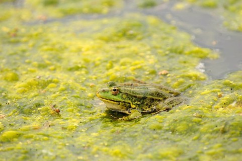 Marsh Frog