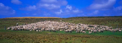 Carradale sheep waiting to be sheared