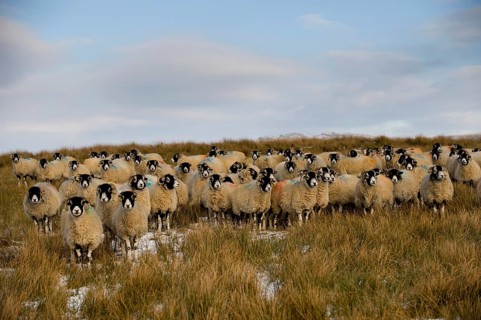 Domestic sheep