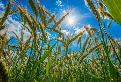 Barley