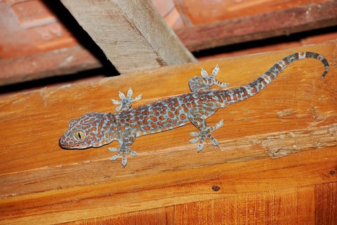 Tokay gecko