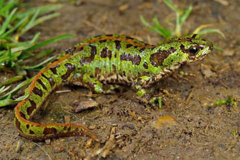 Southern Marbled Newt