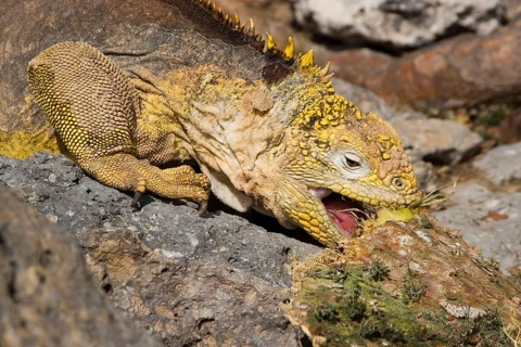 Land Iguana