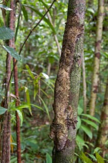 Flat-tailed Gecko