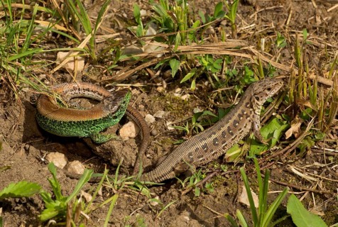 Sand Lizard