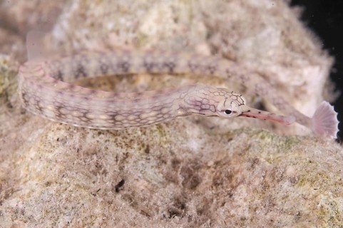 Lying pipefish