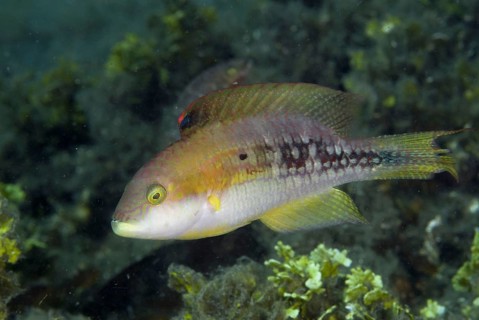 Two-spot Wrasse