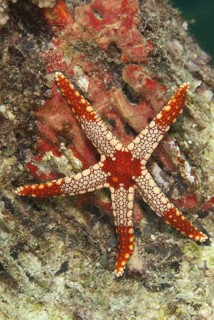 Pearl Starfish