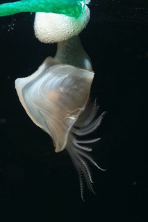 Barnacle