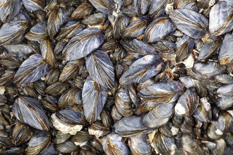 Mussel