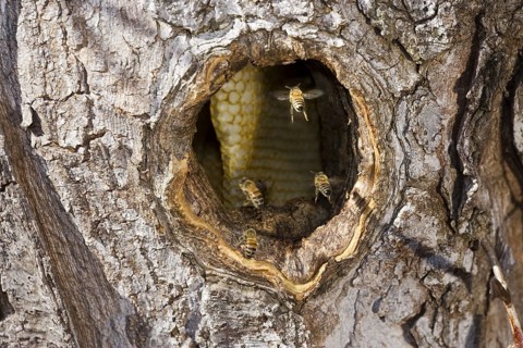 Western Honey Bee