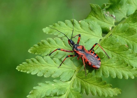 Red assassin bug