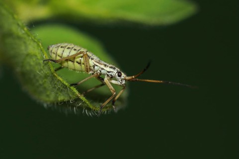 Miris dolabratus