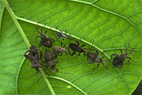 Orange-tipped leaf-footed bug