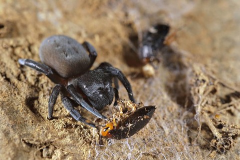 Velvet spider