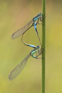 Blue-tailed Damselfly