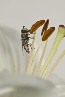 Late Large-faced Hoverfly