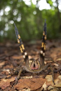 Brazilian Wandering Spider
