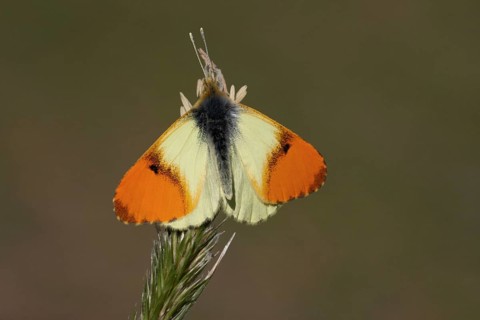 Eastern eastern orange tip