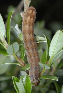 Brick Moth