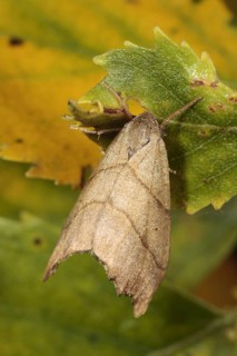 Scalloped hook-tip