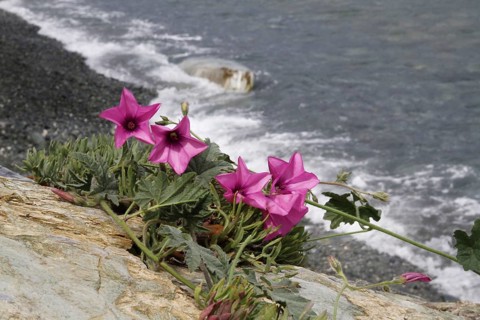 Flowering mallow-leaved bindweed