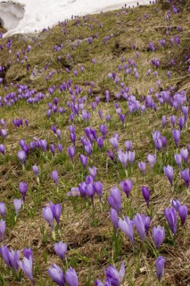 Flowering mass of Balkan Crocus