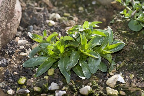 Broad-leaved Willowherb