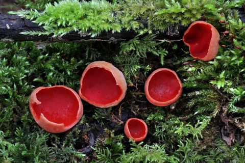 Scarlet Elf Cup