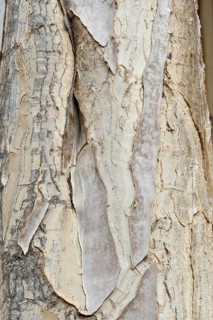 Totterboom tree