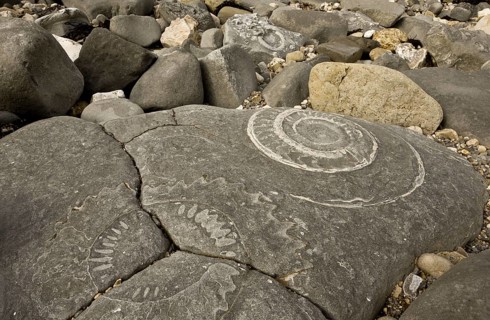 Ammonite fossils exposed in rock on beach