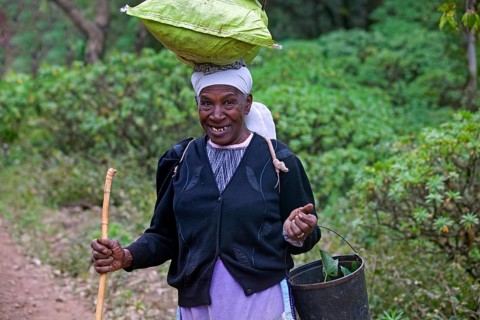 Old Creole woman carrying goods on her head on the island of Sao Nicolau