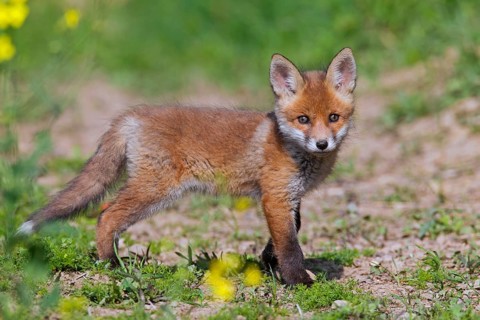 Cute red fox