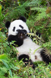 Two years aged young giant Panda