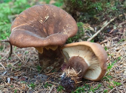 Velvet Foot Crempling