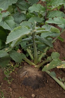 Black winter radish