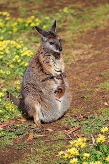 Tammar wallaby