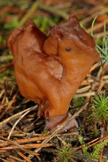 Bishop's cap