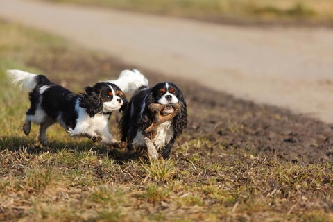 Cavalier King Charles Spaniel