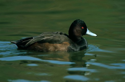 Red-eyed Duck