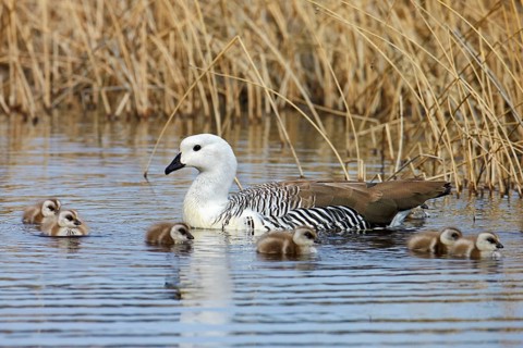 Upland Goose